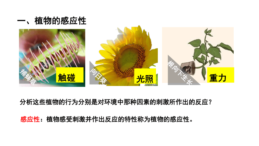 浙教版科学八年级上册  3.1 植物生命活动的条件 课件(共40张PPT)