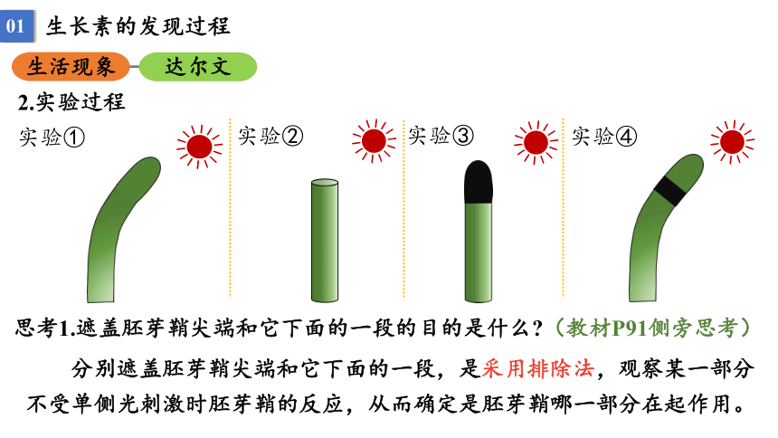 5.1 植物生长素课件2021-2022学年高二上学期生物人教版选择性必修1(33张PPT）