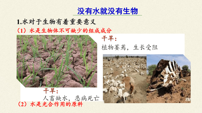 北师大版生物八年级下册 8.23.1 生物的生存依赖一定的环境 课件(共30张PPT)