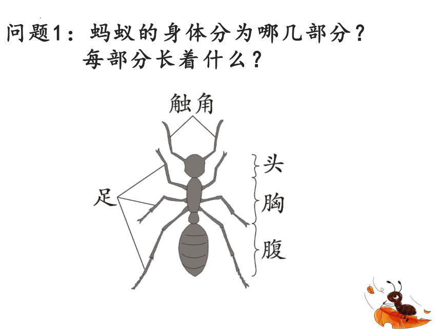 青岛版（六三制2017秋） 四年级上册1.1 蚂蚁课件（16张PPT)
