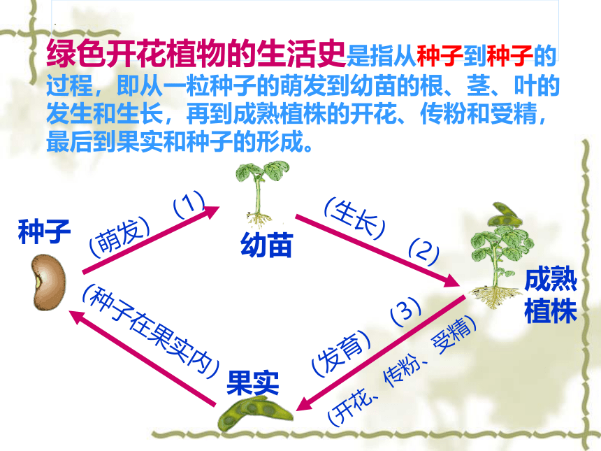 2022-2023学年北师大版生物学七年级上册 3.6.1.种子萌发形成幼苗  课件 (共46张PPT)