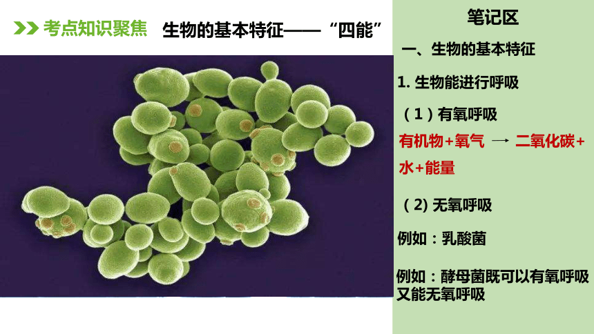 人教版七年级生物上册复习课件（117张ppt)