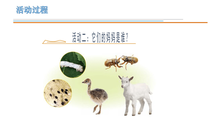 青岛版《科学》一年级下册第二单元《认识周围的动物》 7 小动物找妈妈教学课件（共20张PPT)
