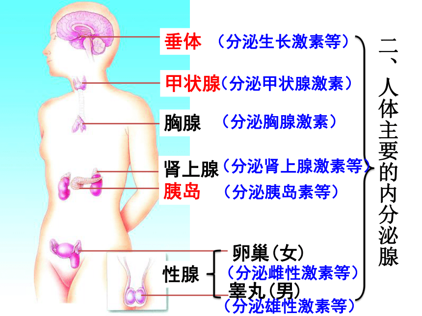 济南版七年级下册生物 5.1人体的激素调节 课件（41张PPT）