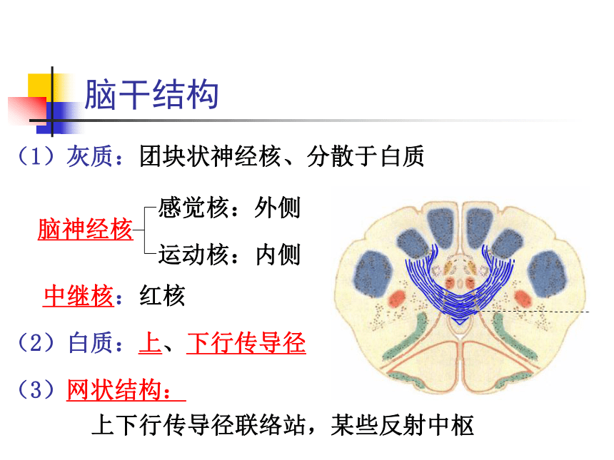 11 神经系统-4 课件(共80张PPT)- 《畜禽解剖生理学》同步教学（高教版）