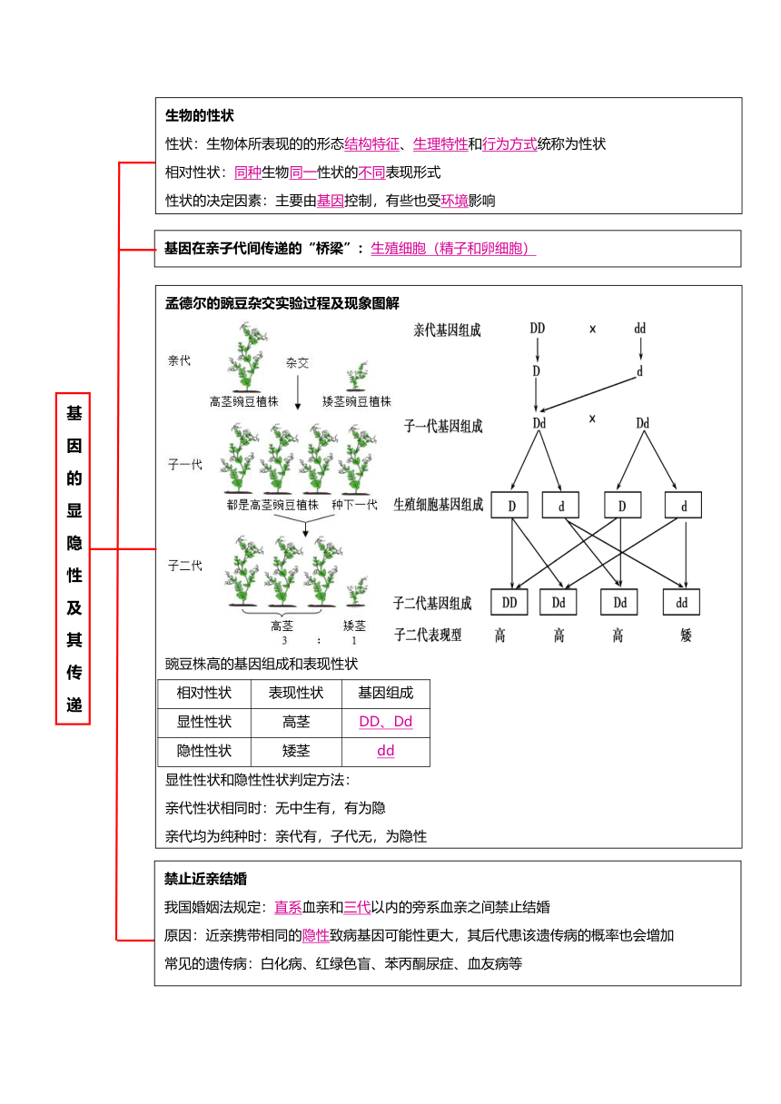 2024年中考生物复习-八年级生物下册核心背记（表格式）