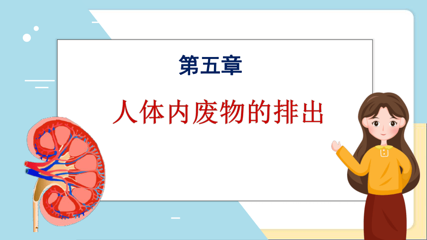 2020-2021学年人教版七年级生物下册  4.5人体内废物的排出 课件（29张PPT）