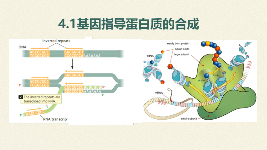 4.1 基因指导蛋白质的合成(共55张PPT2份视频)课件-人教版（2019）必修2