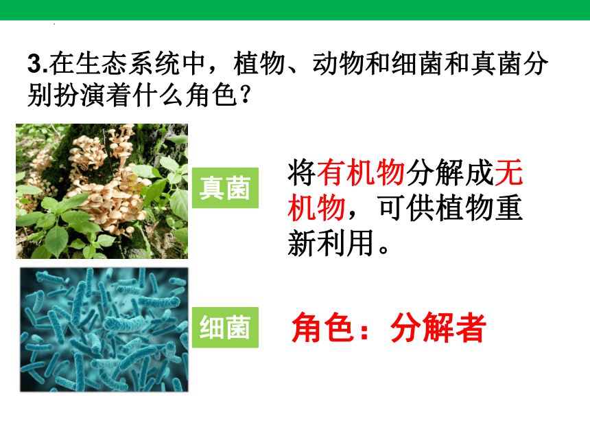 1.2.2生物与环境组成生态系统课件(共23张PPT)2023-2024学年人教版生物七年级上册