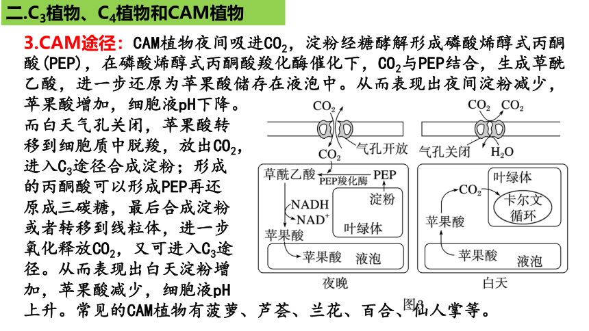 新人教必修1专题复习课件：21 光合作用5(光呼吸、电子传递、C4等植物)(共25张PPT)