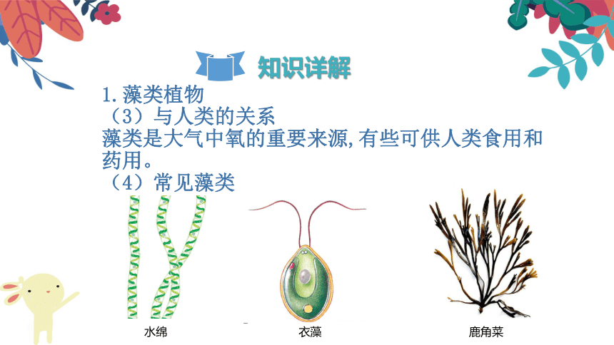 3.1.1《藻类、苔藓和蕨类植物》复习课件(共27张PPT)