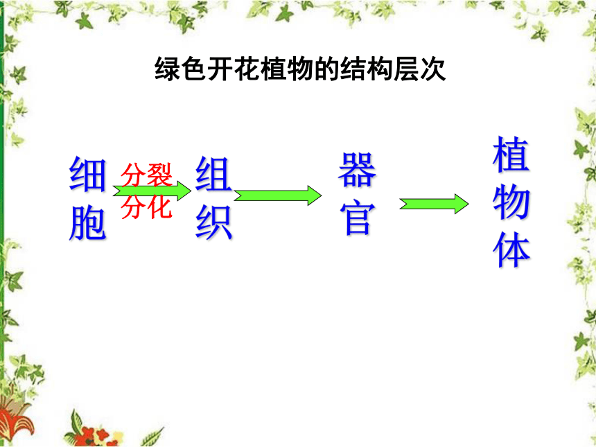 北京版七年级上册 第三章 第二节 生物体 课件（38张PPT）