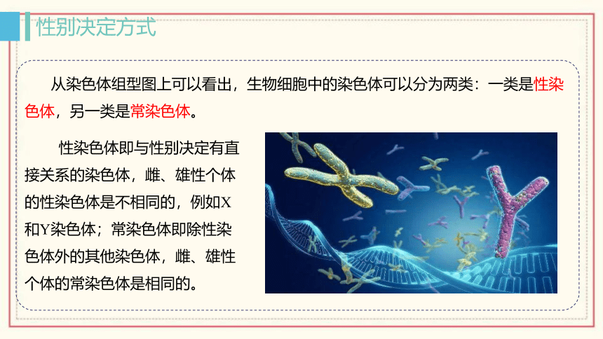 2.3 性染色体上基因的传递和性别相关联 (共36张PPT) 高中生物 浙科版 必修二