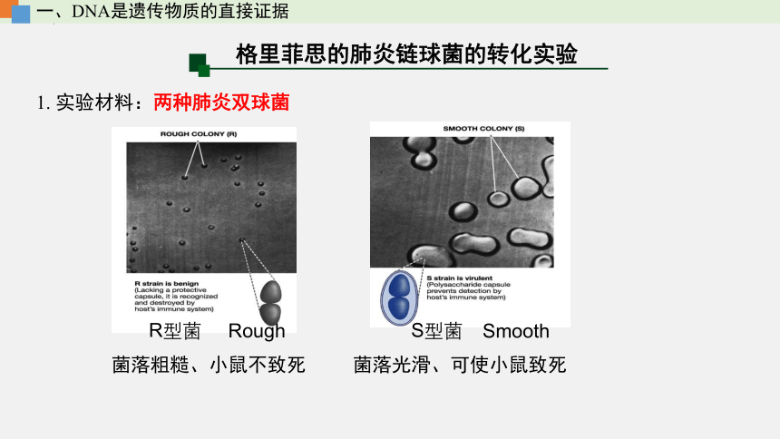 2021-2022学年高一生物浙科版（2019）必修2第三章第一节核酸是遗传物质（课件）（36张ppt）