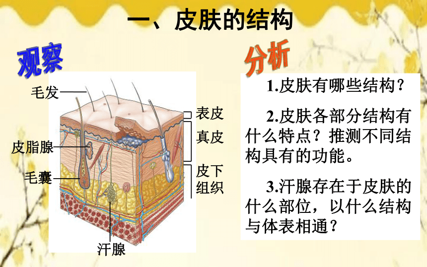 北师大版生物学七年级下册  第11章  人体代谢废物的排出第3节  皮肤与汗液 分泌课件(共21张PPT)