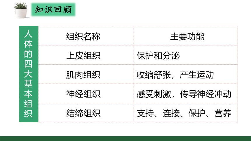 2.2.3植物体的结构层次课件(共27张PPT)2022-2023学年人教版七年级上册