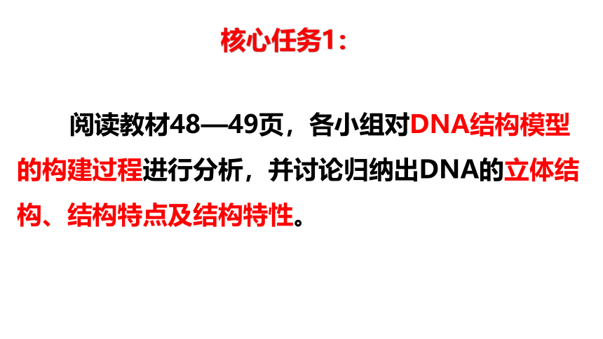 生物人教版(2019)必修2 3.2-DNA的结构（共29张ppt）