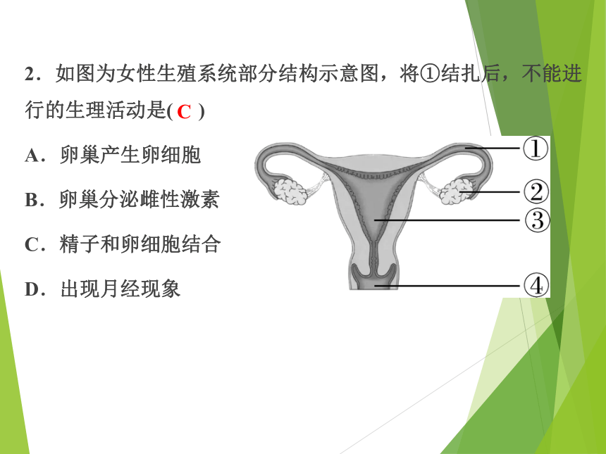 2023浙江中考科学一轮复习（基础版）第3讲 人与动物的生殖和发育（课件 28张ppt）