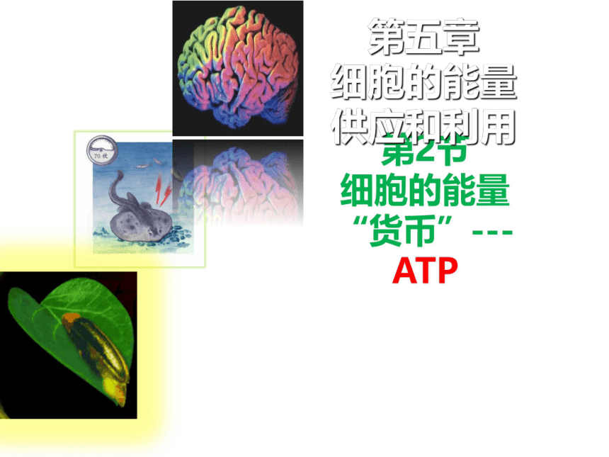 生物人教版（2019）必修1 5.2细胞的能量“货币”ATP（共24张ppt）