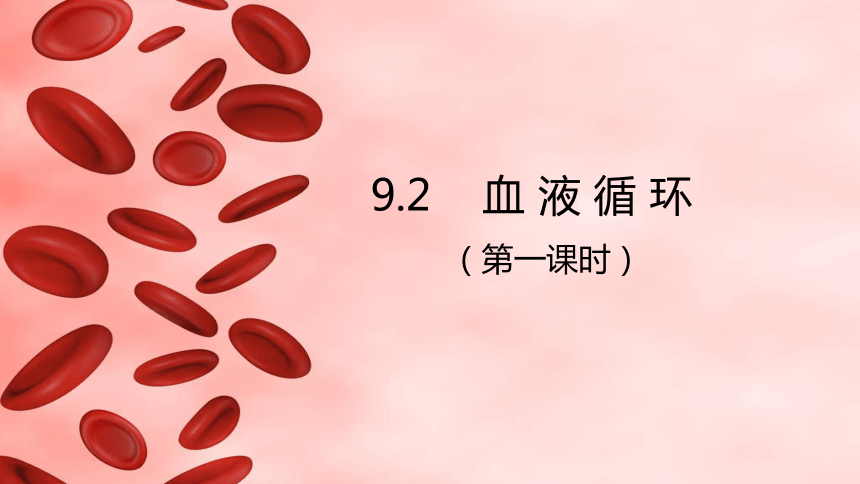 9.2血液循环（第一课时）课件2022--2023学年北师大版生物七年级下册(共21张ppt)