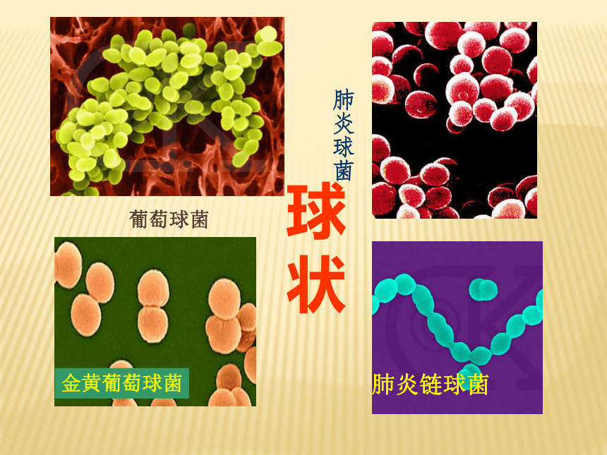 冀教版八上生物 5.1.1细菌 课件(共32张PPT)