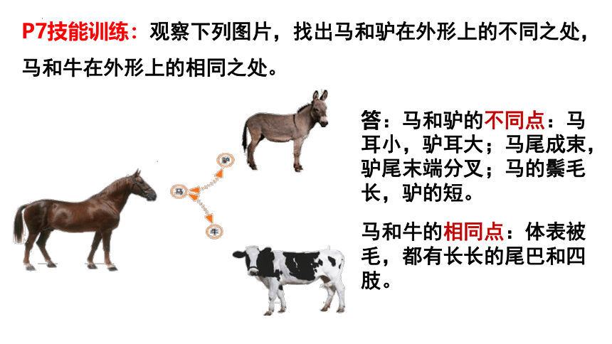 1.1.1生物的特征课件(共27张PPT)2022—2023学年人教版生物七年级上册