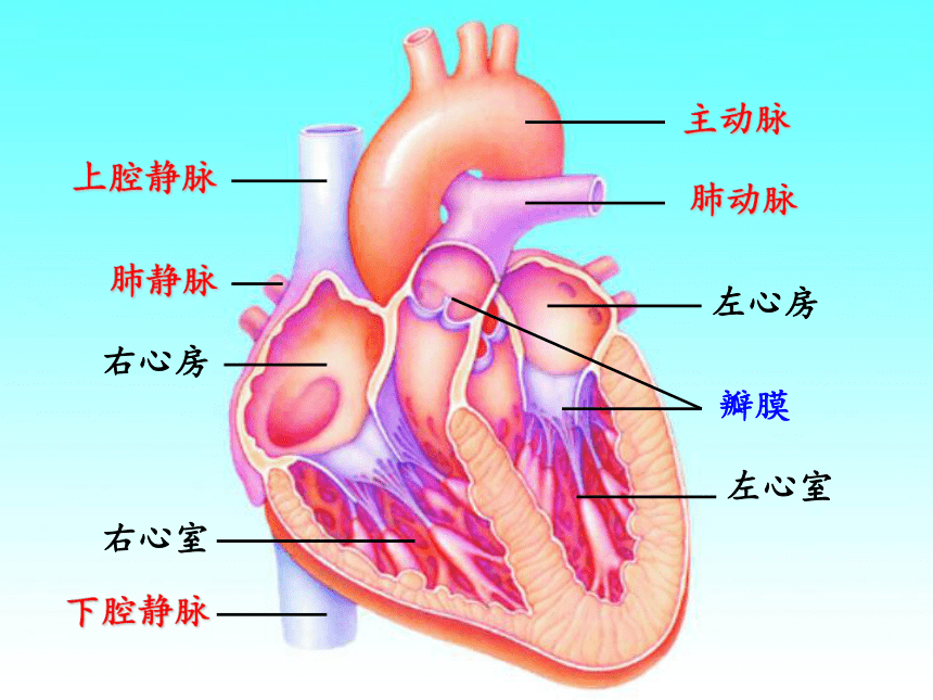 苏教版生物七年级下册 第十章 第二节 人体的血液循环课件(共27张PPT)