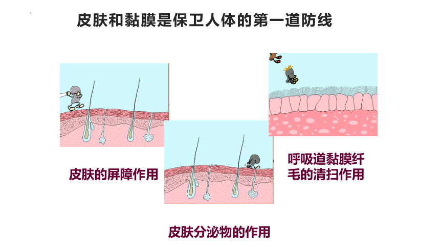 4.13.3 人体免疫课件 (共27张PPT)北师大版生物七年级下册