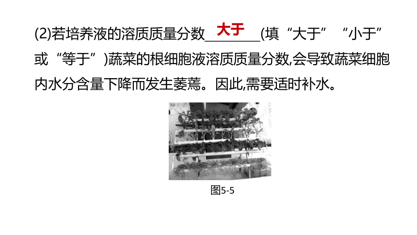 2022年浙江省中考科学一轮复习 第05课时　绿色植物的水和无机盐代谢（课件 34张PPT）