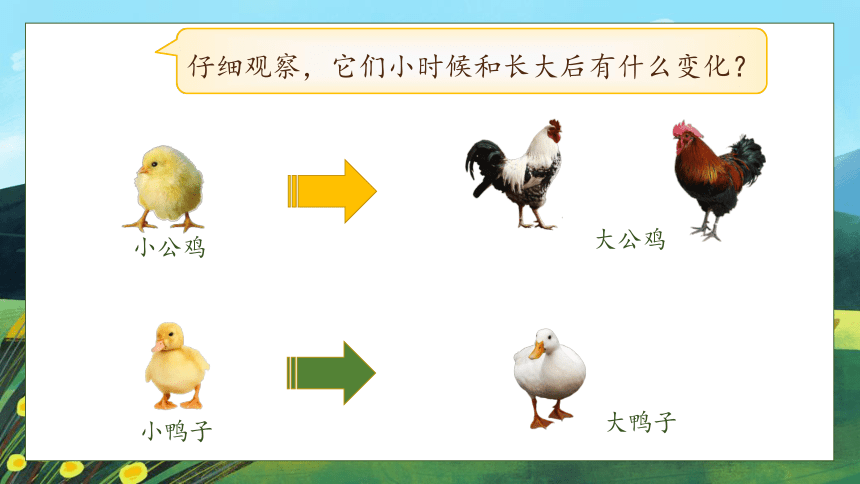 【核心素养】部编版语文一年级下册-4. 小公鸡和小鸭子 第1课时（课件）