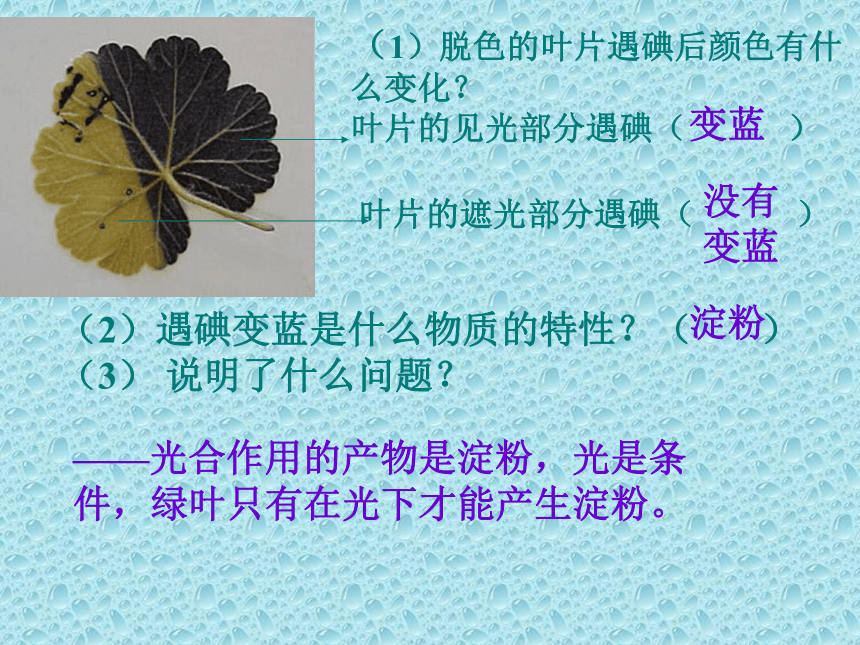 冀教版八上生物 3.3.1光合作用的产物 课件（共22张PTT）