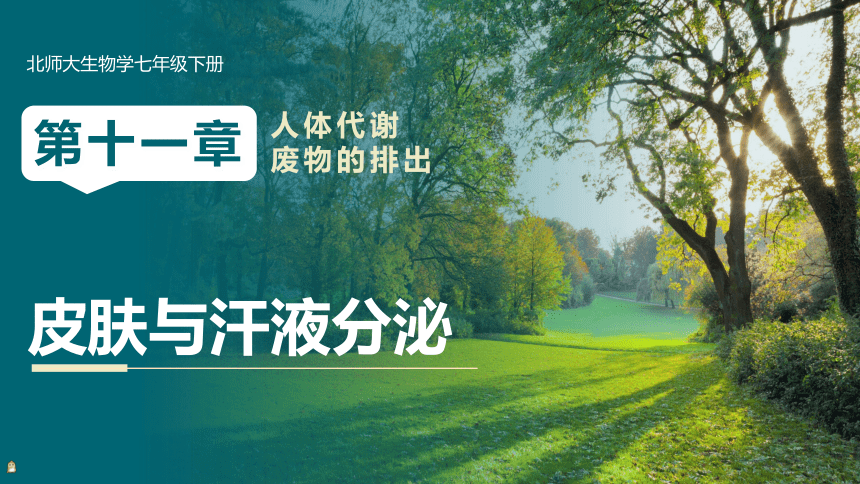 4.11.3 皮肤与汗液分泌课件(共18张PPT＋内嵌视频3个) 北师大版生物七年级下册