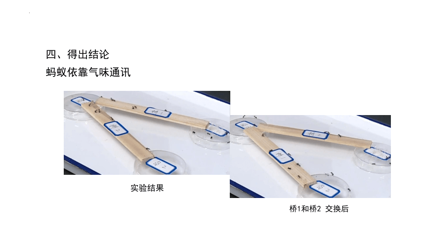 实验十七 蚂蚁的通讯-中考生物全册实验分析设计课件共19张PPT)