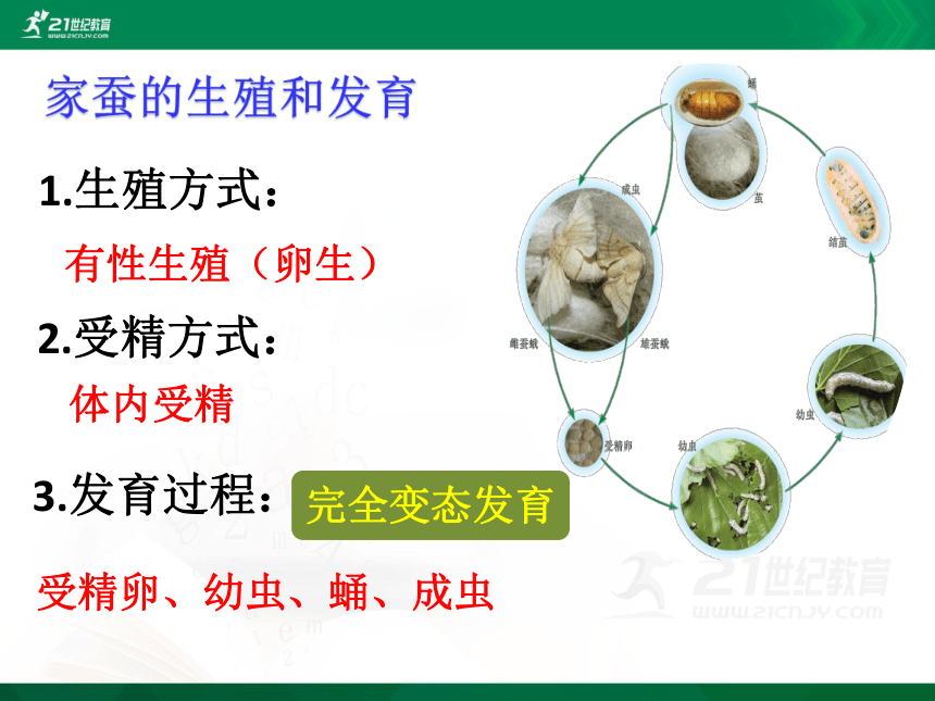 7.1.2昆虫的生殖和发育 课件(共21张PPT)