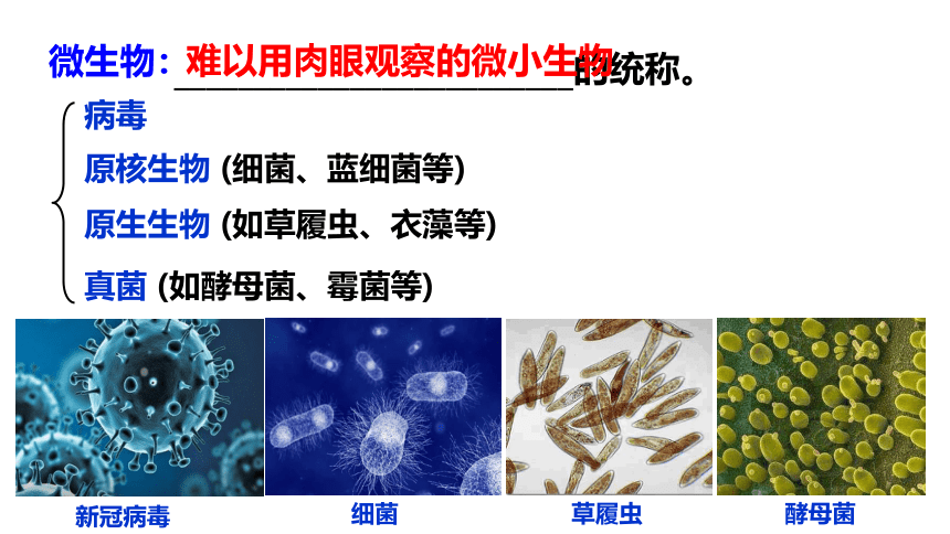 1.2.1微生物的基本培养技术课件(共49张PPT)2022-2023学年高二下学期生物人教版选择性必修3