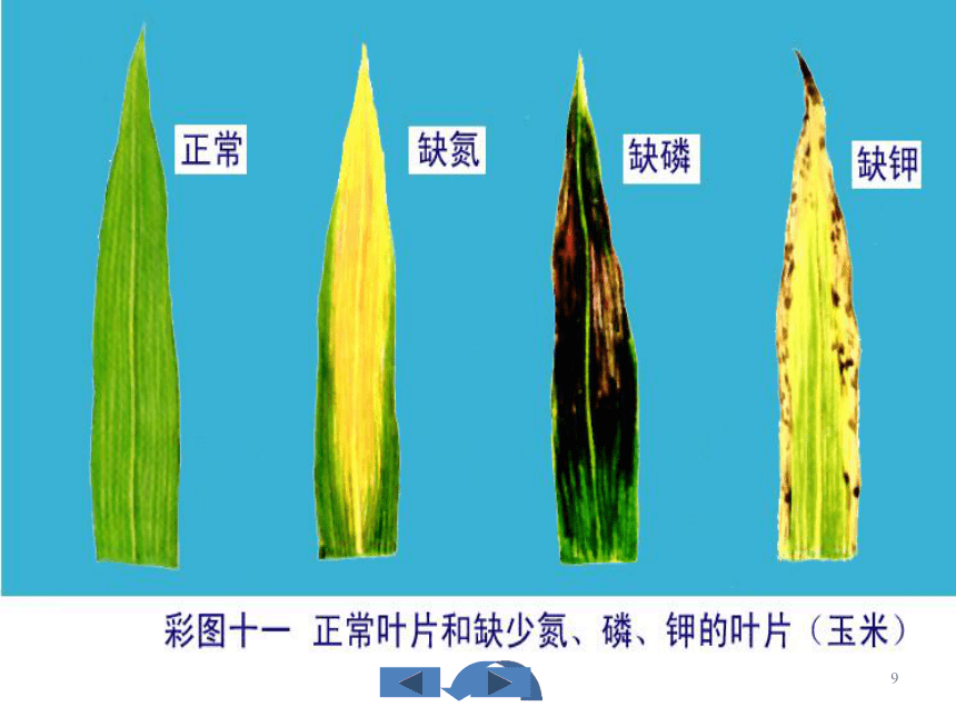 第一节 绿色植物的生活需要水和无机盐——无机盐与植物的生活 课件（27张PPT）