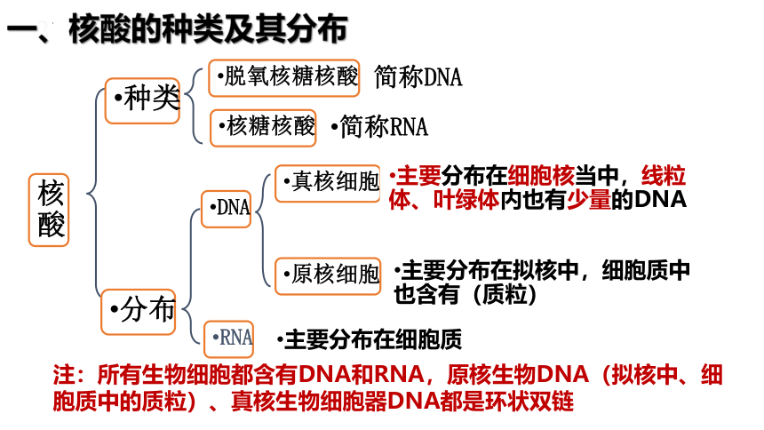 2.5核酸是遗传信息的携带者课件-(共30张PPT)人教版（2019）必修1