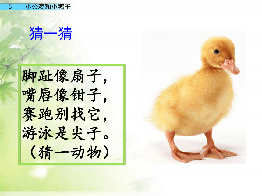 4 小公鸡和小鸭子 课件(共41张PPT)