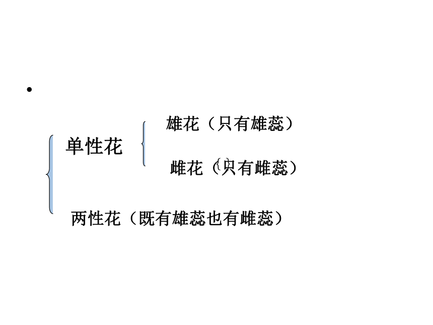 人教版生物七年级上册  3.2.3  开花和结果  课件(共36张PPT)