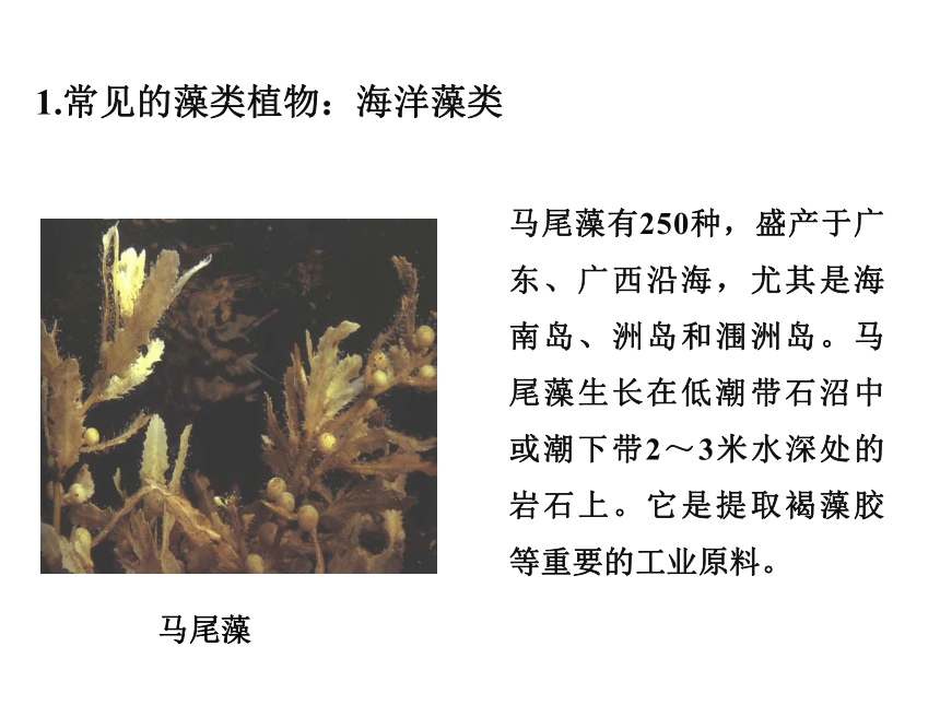 初中生物人教版七年级上册3.1.1藻类、苔藓和蕨类植物课件(共34张PPT)