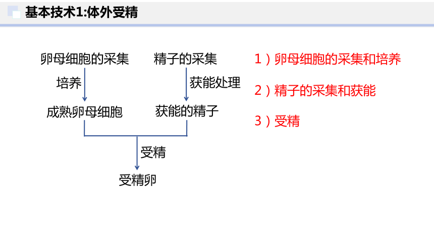 2.3 胚胎工程（第2课时）(共38张PPT)-2023-2024学年高二生物下学期（人教版2019选择性必修3）