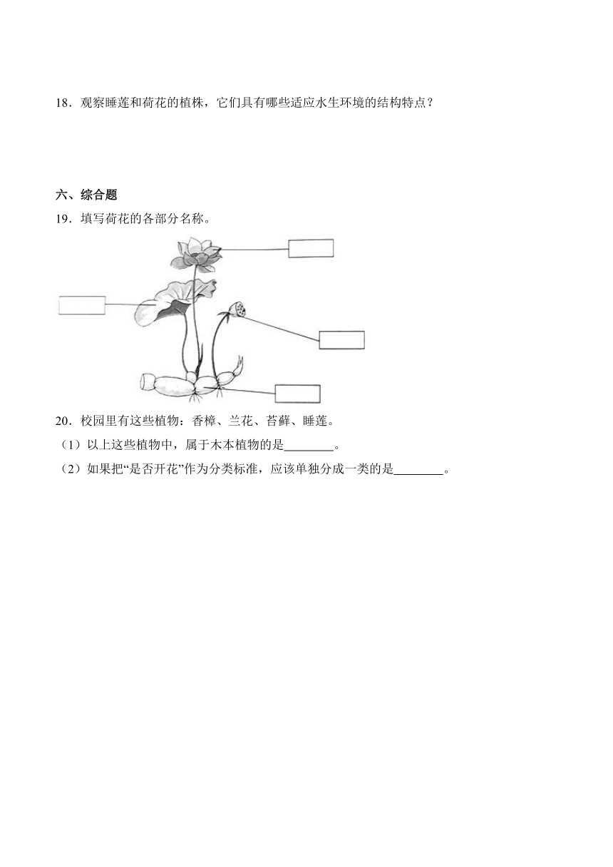 2023-2024学年科学四年级下册（粤教粤科版）第5课 睡莲和荷花（同步阶段练习）（含解析）