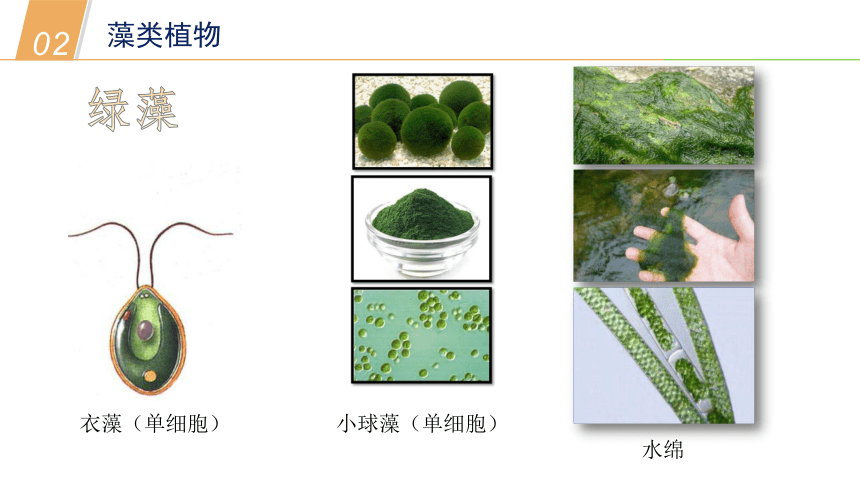 2.2植物主要类群 第二课时（课件24页）