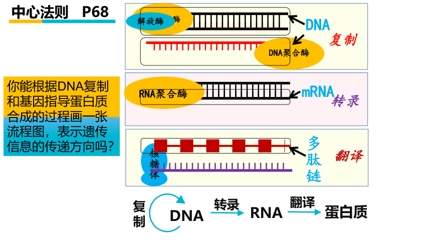 2021-2022学年高一下学期生物人教版必修2  4.2基因对性状的控制课件 （27张ppt）