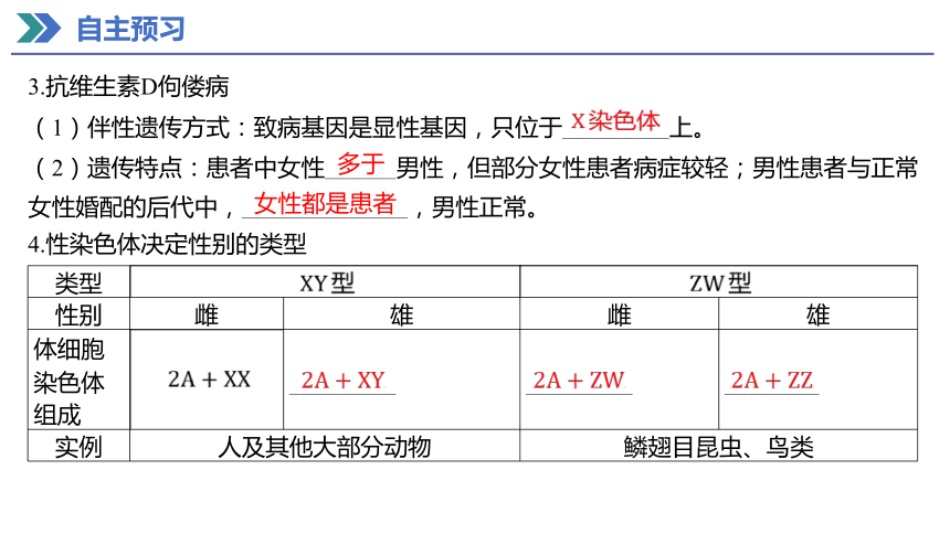 2.3 伴性遗传 课件(共40张PPT) 2023-2024学年高一生物人教版（2019）必修第二册