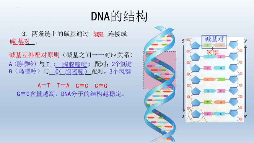 生物人教版（2019）必修2 3.2 DNA的结构（共26张ppt）