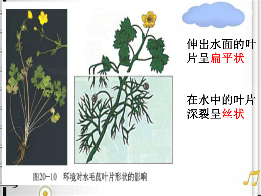 北师大版生物八年级上册 20.5 遗传与环境 课件（24张PPT）