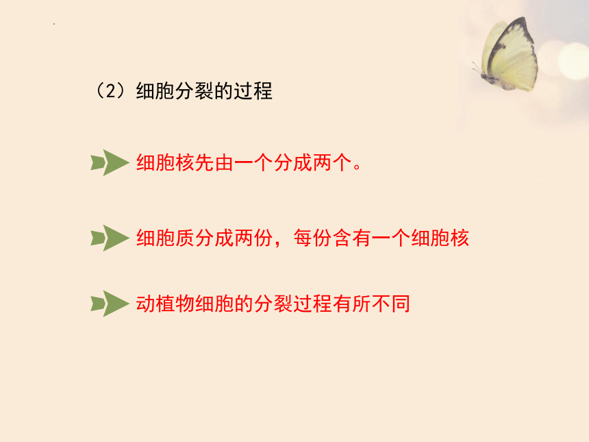 2022--2023学年人教版生物七年级上册2.2.1 细胞通过分裂产生新细胞课件（共24张PPT）