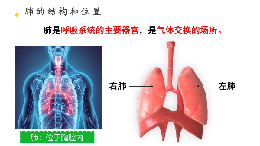 4.3.2发生在肺内的气体交换课件 (共27张PPT)人教版生物七年级下册