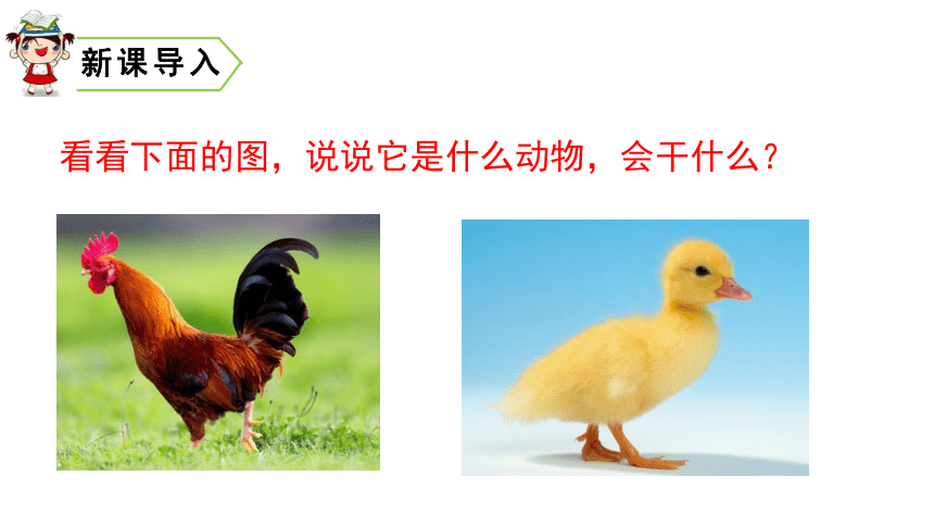 5. 小公鸡和小鸭子课件（42张PPT）